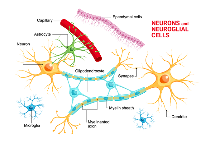 뇌 속의 유일한 면역세포, Microglia